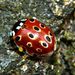Anatis ocellata Linnaeus, 1758