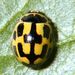 Propylea quatuordecimpunctata (Linnaeus, 1758) 