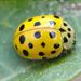 Psyllobora vigintiduopunctata (Linnaeus, 1758) 