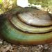 Anodonta anatina (Linnaeus, 1758)