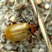 Lochmaea capreae  Linnaeus, 1758