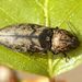 Agrypnus murinus  (Linnaeus, 1758)