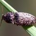 Agrypnus murinus  (Linnaeus, 1758)