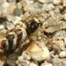 Salticus scenicus (Clerck, 1757) 