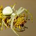 Misumena vatia (Clerck, 1757)