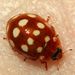 Calvia quatuordecimguttata (Linnaeus, 1758)