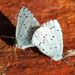 Celastrina argiolus (Linnaeus, 1758)