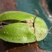 Cassida viridis Linnaeus, 1758