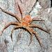 Philodromus dispar Walckenaer, 1826 