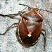 Chlorochlora pinicola (Munsalt & Rey, 1852)