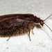 Megalomus hirtus (Linnaeus, 1758)