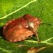 Eurygaster maura (Linnaeus, 1758)