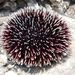 Sphaerechinus granularis (Lamarck, 1816)