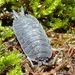 Porcellio  scaber Latreille – beruška obecná