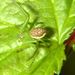Diaea dorsata (Fabricius, 1777)