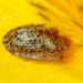Cassida nebulosa Linnaeus,  1758