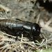 Gryllus campestre  Linnaeus, 1758