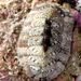 Chiton olivaceus  Sprengler, 1797