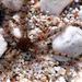 Ophiothrix fragilis (Abildgaard, 1789)