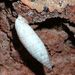 Albinaria  sp. - vřetenatka