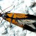 Schiffermuelleria scharfferella (Linnaeus, 1758) 