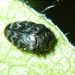 Trachys minutus minutus (Linnaeus, 1758) 