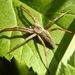 Pisaura mirabilis (Clerck, 1757)