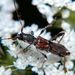 Molorchus minor (Linnaeus, 1758)