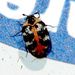 Anthrenus scrophulariae  (Linnaeus, 1758) 