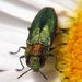 Anthaxia nitidula nitidula (Linnaeus, 1758)