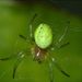 Araniella cucurbitina (Clerck, 1757)