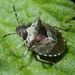 Eysarcoris venustissimus (Schrank, 1776)