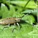 Agapanthia villosoviridescens (De Geer, 1775)
