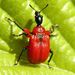 Apoderus coryli Linnaeus, 1758 