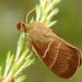 Macrothylacia rubi (Linnaeus, 1758)