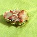 Elasmucha grisea (Linnaeus, 1758)
