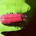 Lygistopterus  sanguineus (Linnaeus, 1758)