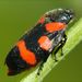 Cercopis sanguinolenta Scopoli, 1763