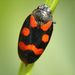 Cercopis sanguinolenta Scopoli, 1763