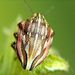 Odontotarsus purpureolineatus (Rossi, 1790)