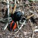 Philaeus chrysops (Poda, 1761)