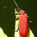 Pyrochroa coccinea Linnaeus, 1762