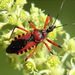Rhynocoris iracundus (Poda, 1761)