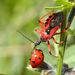 Rhynocoris iracundus (Poda, 1761)