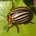 Leptinotarsa decemlineata Say, 1824