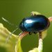 Agelastica alni (Linnaeus, 1758)