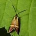Nemophora degeerella (Linnaeus, 1758)