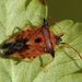 Elasmucha ferrugata (Fabricius, 1787) - kněz