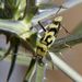 Chlorophorus varius  (O. F. Müller, 1766) 