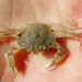 Liocarcinus pusillus (Leach,1815) 